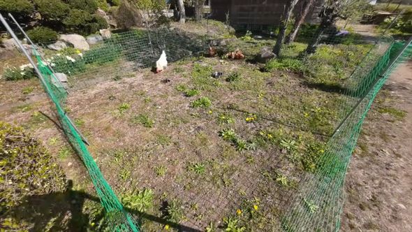 定点カメラで撮影したニワトリたちの様子