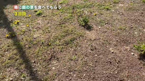 ニワトリが食べ残したタンポポ