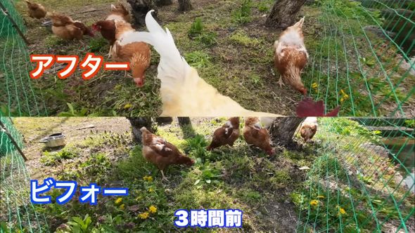 草むしりのビフォーアフター