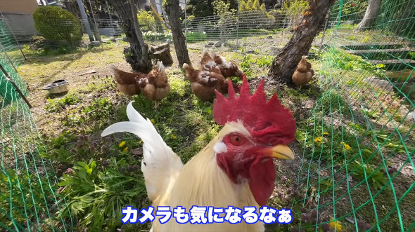 新たなエリアで地面をついばむニワトリ