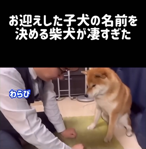 柴犬 子犬 名前決め 兄 先住犬 選ぶ 言葉 理解
