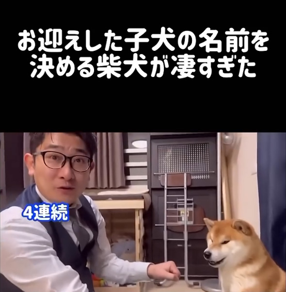 柴犬 子犬 名前決め 兄 先住犬 選ぶ 言葉 理解