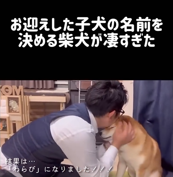 柴犬 子犬 名前決め 兄 先住犬 選ぶ 言葉 理解