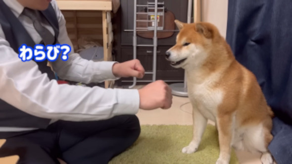 柴犬 子犬 名前決め 兄 先住犬 選ぶ 言葉 理解