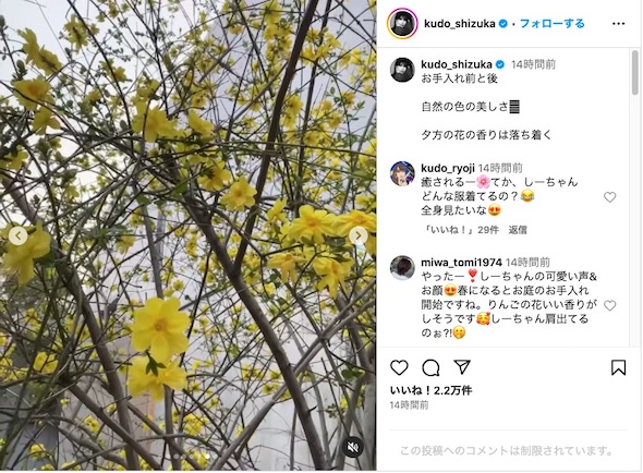 黄梅とみられる木