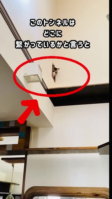 自作猫トンネル