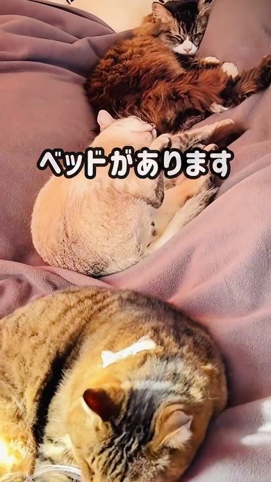 自作猫トンネル