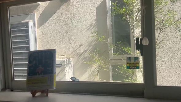 部屋をのぞきこむシジュウカラ