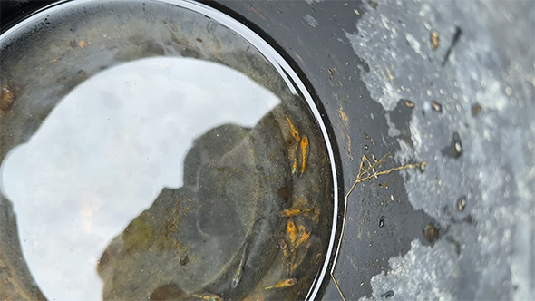 バケツの中のメダカ