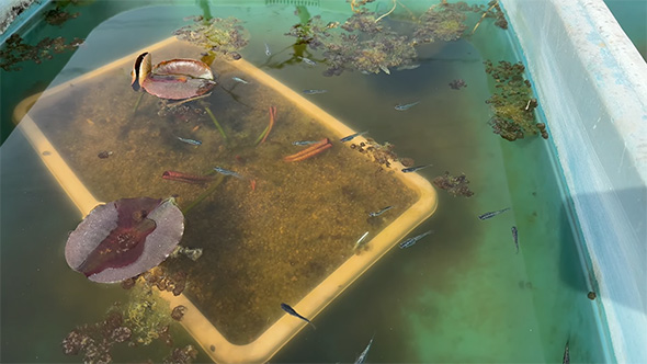 たくさんのメダカ