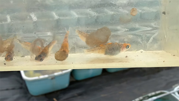 横から見たメダカ