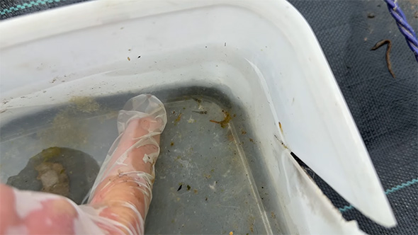 割れた容器と指とメダカ