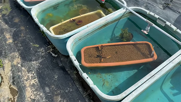 キレイになった容器が並んでいる