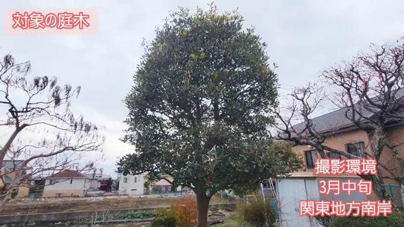 庭木 強剪定 常緑樹 高い木 低く 手入れしやすい 方法 プロ 解説