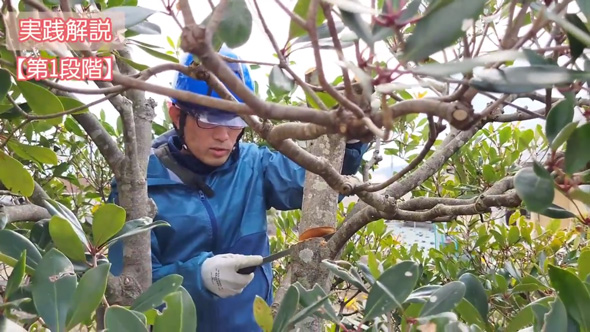 庭木 強剪定 常緑樹 高い木 低く 手入れしやすい 方法 プロ 解説