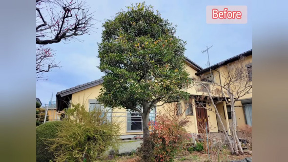 庭木 強剪定 常緑樹 高い木 低く 手入れしやすい 方法 プロ 解説