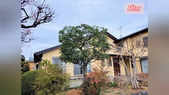 庭木 強剪定 常緑樹 高い木 低く 手入れしやすい 方法 プロ 解説