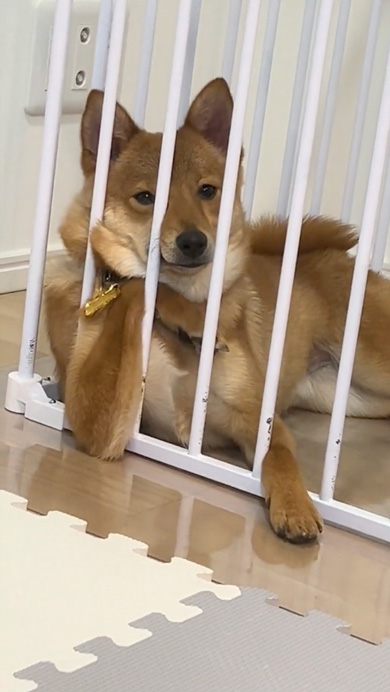 犬 で、オレが産まれたってわけ 転生 頬つえつく 貫禄 カメラ目線