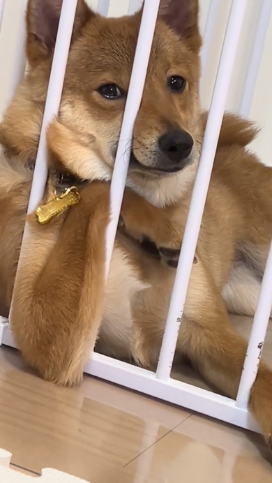 犬 で、オレが産まれたってわけ 転生 頬杖つく 貫禄 カメラ目線