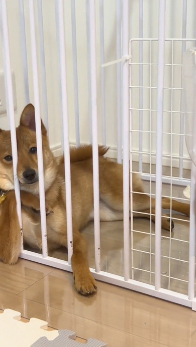 犬 で、オレが産まれたってわけ 転生 頬杖つく 貫禄 カメラ目線