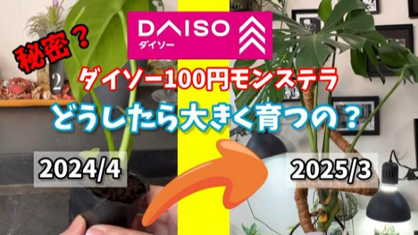 モンステラ1年間の変化