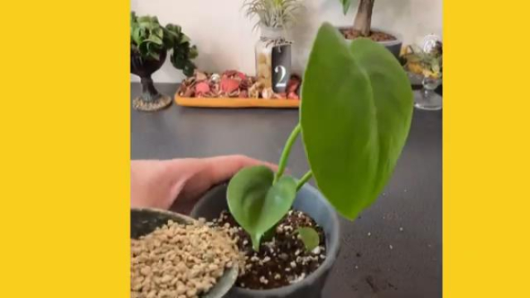 植木鉢を変える