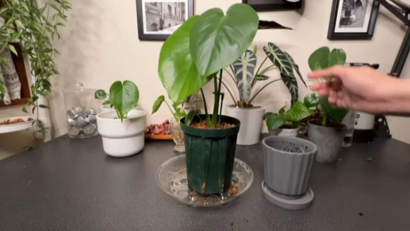 スリット鉢に植え替える