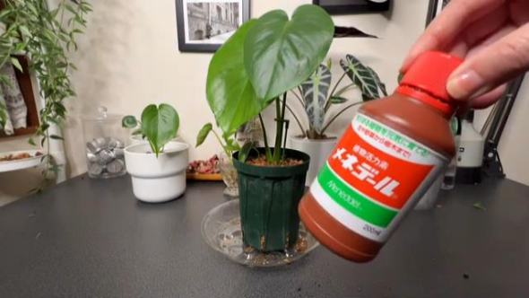 植物活力素をあげる