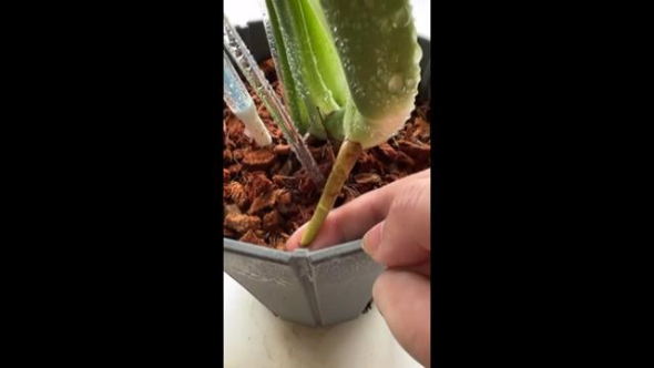 モンステラの気根