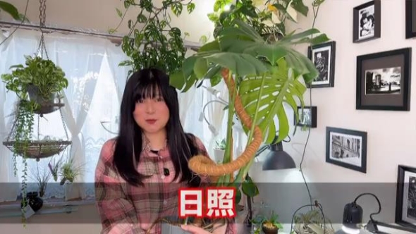 モンステラを大きく育てるポイント