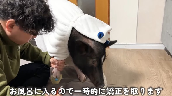 久しぶりのお風呂へ入るぶひまるちゃん