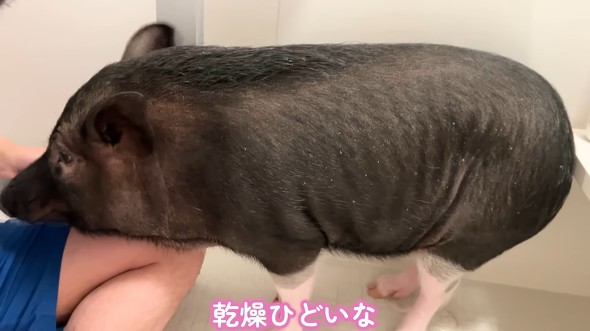 ブタさんは清潔を保つため定期的なケアが必要