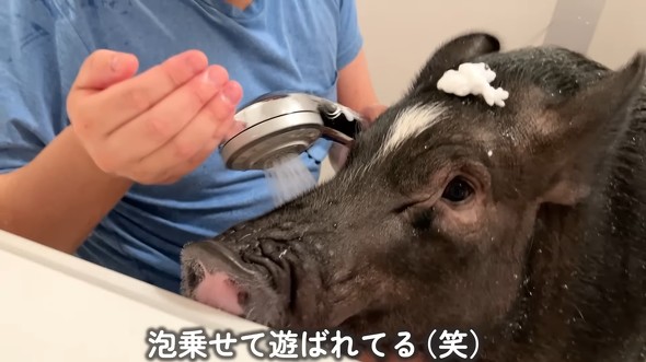 最初は軽く予備洗い