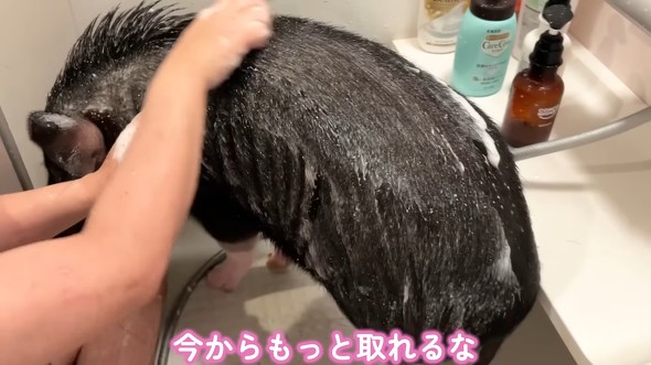 ブラシを活用し、たまったフケを落とします