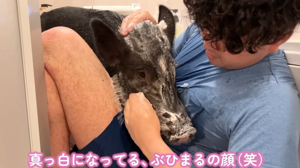 ぶひまるちゃんと格闘しながら丁寧に洗うパパさん