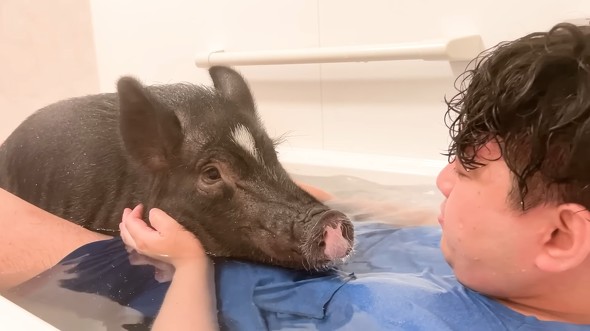 湯船に漬かって幸せそうなぶひまるちゃん