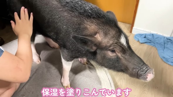 パパさんに保湿してもらってピカピカ