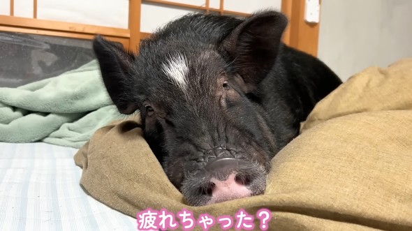 最後は大好きなベッドで寝落ち