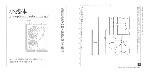 『植物細胞プレパラート』