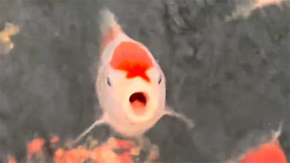 口を開ける錦鯉