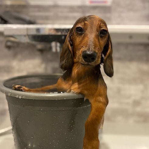 お風呂歴1カ月のわびくん