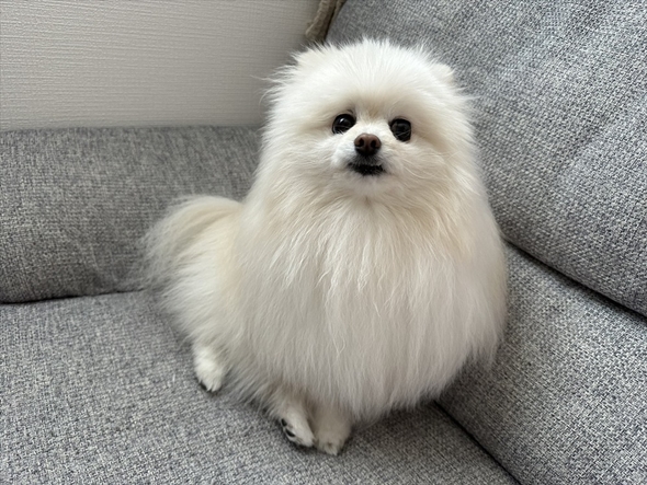 強風オールバック状態のワンコ