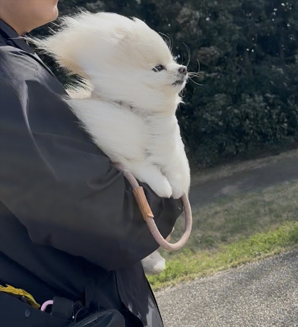 強風オールバック状態のワンコ