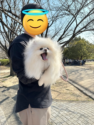 強風オールバック状態のワンコ