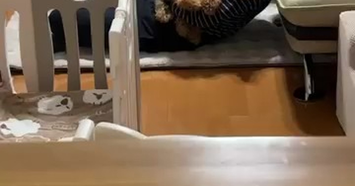 犬のお迎えに反対だった父→飼い始めて半年後……　衝撃の光景に「そうなるよね」「わかるわ　その気持ち」（1/3） | 犬 ねとらぼ