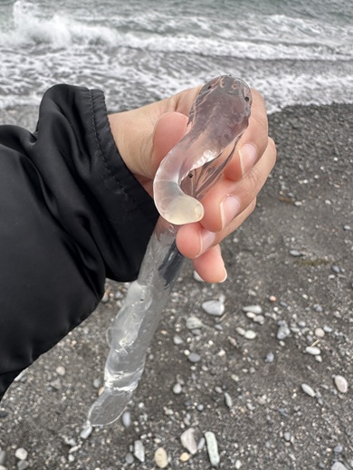 ゾウのようなビジュアルのハダカゾウクラゲ