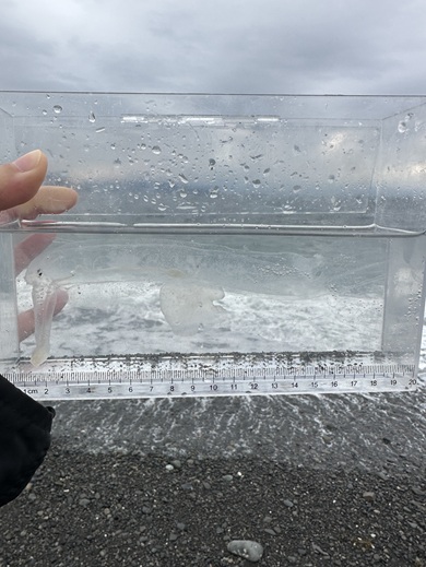 水槽に入れられたハダカゾウクラゲ