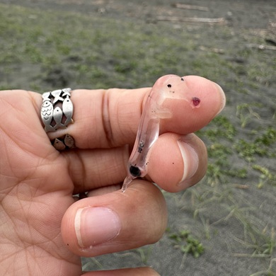 指より小さいゾウクラゲ