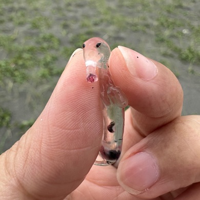指でつままれているゾウクラゲ