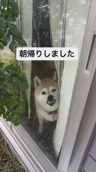 ママ 飲み会 朝帰り 柴犬 出迎え 表情 怒り 寂しい